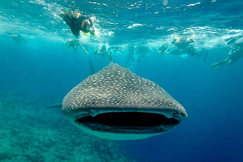 Los Cabos tours with Whale Shark snorkeling