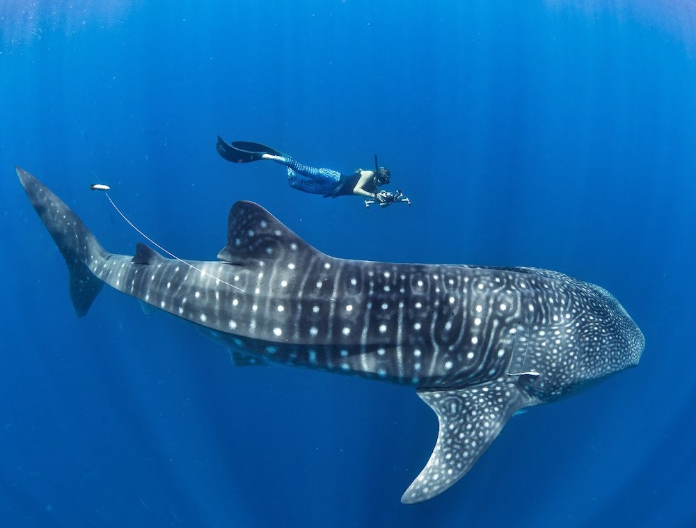 Swim with whale sharks in Los Cabos