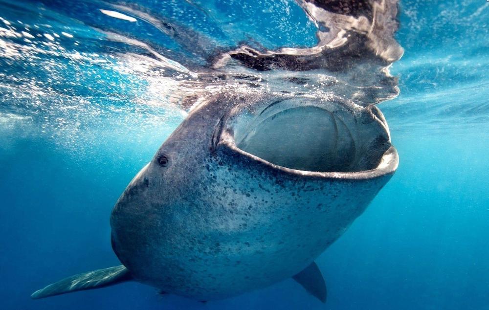 Safety in Swimming with Whale Sharks in Los Cabos