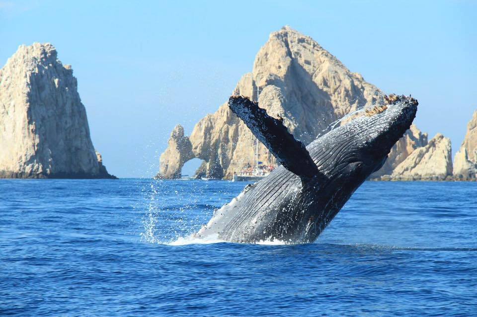Whale watching Cabo