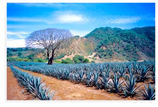 Cabo Tequila