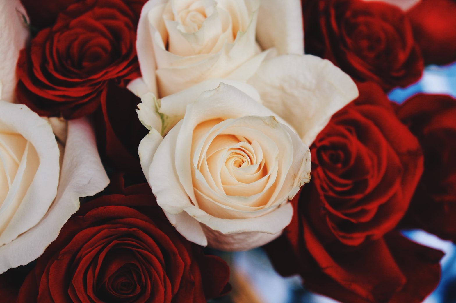 Red and white roses for a romantic Los Cabos getaway